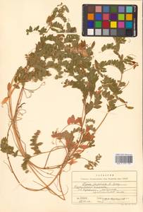 Горошек японский A.Gray, Сибирь, Дальний Восток (S6) (Россия)