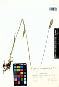 Лисохвост тростниковидный Poir., Сибирь, Прибайкалье и Забайкалье (S4) (Россия)