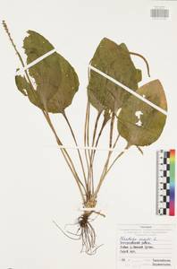 Подорожник большой L., Восточная Европа, Центральный район (E4) (Россия)