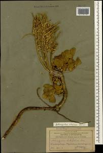 Астрагал широколистный Lam., Кавказ, Азербайджан (K6) (Азербайджан)