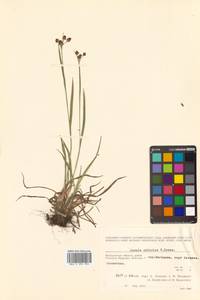 Luzula multiflora subsp. sibirica V. I. Krecz., Сибирь, Чукотка и Камчатка (S7) (Россия)