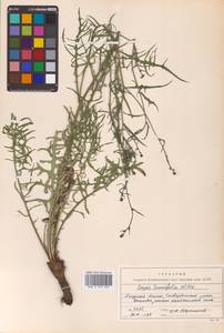 Crepidiastrum tenuifolium (Willd.) Sennikov, Сибирь, Дальний Восток (S6) (Россия)