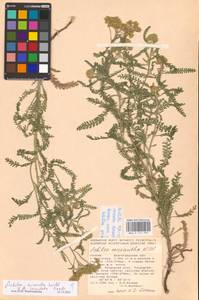 Achillea micrantha × inundata, Восточная Европа, Нижневолжский район (E9) (Россия)