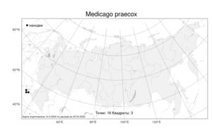 Medicago praecox, Люцерна ранняя DC., Атлас флоры России (FLORUS) (Россия)