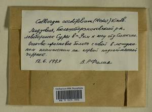 Calliergon cordifolium (Hedw.) Kindb., Гербарий мохообразных, Мхи - Среднее Поволжье (B9) (Россия)