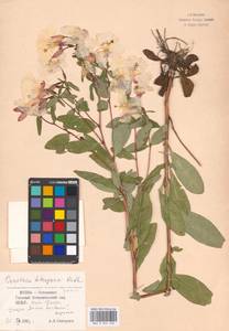 Oenothera fruticosa subsp. tetragona (Roth) W. L. Wagner, Восточная Европа, Московская область и Москва (E4a) (Россия)