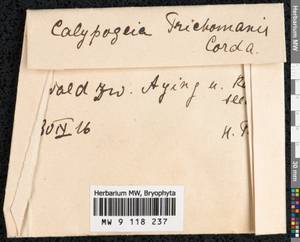 Calypogeia fissa (L.) Raddi, Гербарий мохообразных, Мхи - Западная Европа (BEu) (Германия)