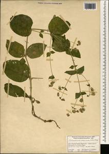 Silene indica Roxb., Зарубежная Азия (ASIA) (Индия)