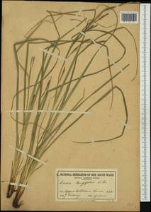 Carex longibrachiata Boeckeler, Австралия и Океания (AUSTR) (Австралия)