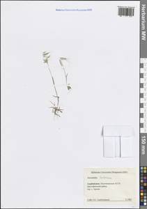 Костер кровельный L., Кавказ, Азербайджан (K6) (Азербайджан)