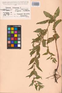 MHA 0 157 825, Зюзник европейский L., Восточная Европа, Центральный лесостепной район (E6) (Россия)