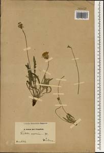 Кульбаба сильношероховатая (Willd.) Boiss. ex Ball, Зарубежная Азия (ASIA) (Турция)