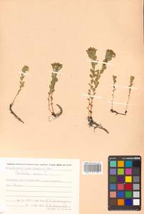 Phedimus stevenianus (Rouy & E.G.Camus) 't Hart, Сибирь, Чукотка и Камчатка (S7) (Россия)