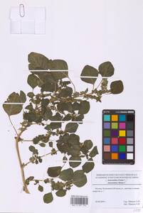 Щирица синеватая L., Восточная Европа, Московская область и Москва (E4a) (Россия)