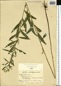 Achillea salicifolia subsp. salicifolia, Восточная Европа, Центральный район (E4) (Россия)
