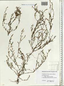 Спорыш птичий, Горец птичий  (Boreau) Berher, Восточная Европа, Ростовская область (E12a) (Россия)