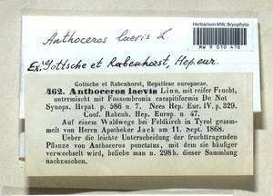 Phaeoceros laevis (L.) Prosk., Гербарий мохообразных, Мхи - Западная Европа (BEu) (Австрия)