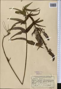 Вероника ненастоящая, Вероника сомнительная L., Средняя Азия и Казахстан, Северный и Центральный Тянь-Шань (M4) (Киргизия)