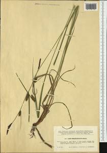 Осока черноколосая M.Bieb. ex Willd., Западная Европа (EUR) (Чехия)
