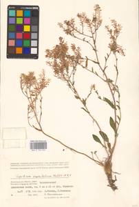 Lepidium cartilagineum subsp. crassifolium (Waldst. & Kit.) Thell., Восточная Европа, Нижневолжский район (E9) (Россия)