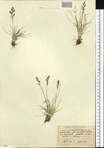 Deschampsia cespitosa subsp. septentrionalis Chiapella, Сибирь, Чукотка и Камчатка (S7) (Россия)