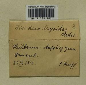 Fissidens bryoides Hedw., Гербарий мохообразных, Мхи - Западная Европа (BEu) (Германия)
