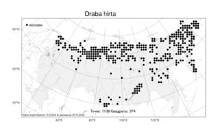Draba hirta, Крупка головатая Pursh, Атлас флоры России (FLORUS) (Россия)