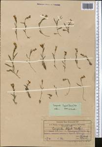 Campanula lehmanniana subsp. capusii (Franch.) Victorov, Средняя Азия и Казахстан, Западный Тянь-Шань и Каратау (M3) (Узбекистан)