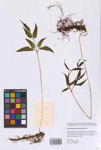 Кониограмма средняя Hieron., Сибирь, Дальний Восток (S6) (Россия)