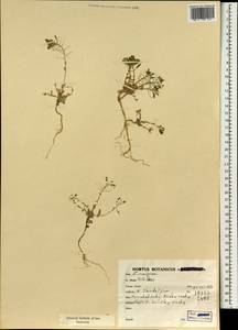 Brassicaceae, Зарубежная Азия (ASIA) (Иран)