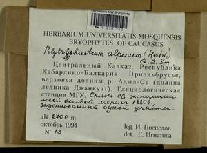 Polytrichastrum alpinum (Hedw.) G.L. Sm., Гербарий мохообразных, Мхи - Северный Кавказ и Предкавказье (B12) (Россия)