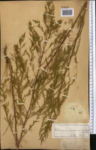 Полынь веничная, Полынь метельчатая Waldst. & Kit., Средняя Азия и Казахстан, Джунгарский Алатау и Тарбагатай (M5) (Казахстан)