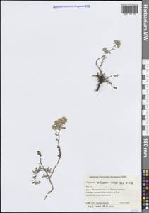 Odontarrhena tortuosa subsp. tortuosa, Крым (KRYM) (Россия)