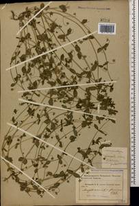 Lysimachia arvensis subsp. arvensis, Кавказ, Краснодарский край и Адыгея (K1a) (Россия)
