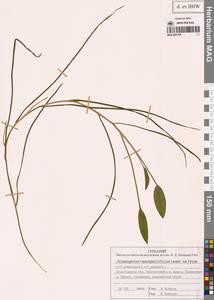 Potamogeton × sparganiifolius Laest. ex Fr., Восточная Европа, Северный район (E1) (Россия)