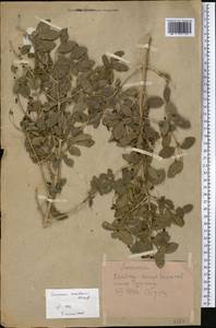 Жимолость Королькова Stapf, Средняя Азия и Казахстан, Памир и Памиро-Алай (M2) (Таджикистан)