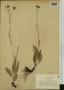 Hieracium apricorum Dichtl, Западная Европа (EUR) (Италия)