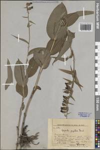 Дремлик сосочковый Franch. & Sav., Сибирь, Дальний Восток (S6) (Россия)