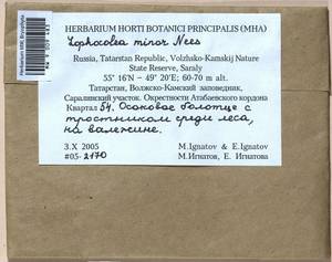Lophocolea minor Nees, Гербарий мохообразных, Мхи - Среднее Поволжье (B9) (Россия)