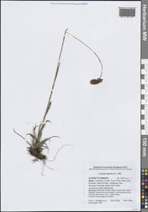 Ожига колосистая (L.) DC., Западная Европа (EUR) (Испания)