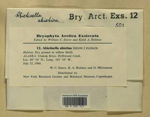 Abietinella abietina (Hedw.) M. Fleisch., Гербарий мохообразных, Мхи - Америка (BAm) (США)