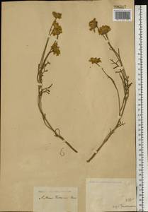 Archanthemis trotzkiana (Claus ex Bunge) Lo Presti & Oberpr., Восточная Европа, Нижневолжский район (E9) (Россия)