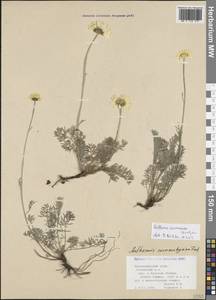 Archanthemis marschalliana subsp. pectinata (Boiss.) Lo Presti & Oberpr., Кавказ, Краснодарский край и Адыгея (K1a) (Россия)