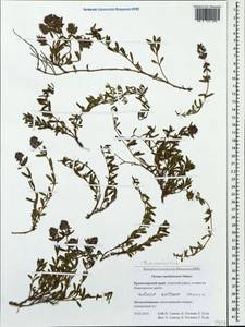 Thymus × dimorphus Klokov & Des.-Shost., Кавказ, Краснодарский край и Адыгея (K1a) (Россия)