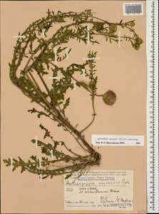 Амбербоа сизая (Willd.) Grossh., Кавказ, Грузия (K4) (Грузия)