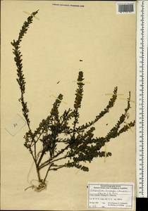 Lespedeza cuneata, Зарубежная Азия (ASIA) (КНР)