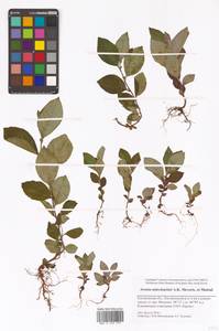 Sorbaronia × fallax C.K.Schneid., Восточная Европа, Центральный лесной район (E5) (Россия)