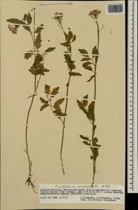 Сердечник крупнолистный Willd., Монголия (MONG) (Монголия)