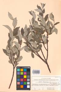 Ива лопарская L., Восточная Европа, Московская область и Москва (E4a) (Россия)