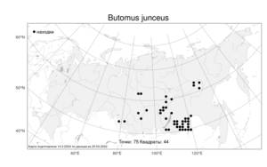 Butomus junceus, Сусак ситниковый Turcz., Атлас флоры России (FLORUS) (Россия)